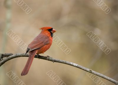 Cardinal (Cardinalis cardinalis)