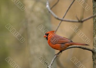 Cardinal (Cardinalis cardinalis)