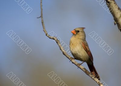 Cardinal (Cardinalis cardinalis)