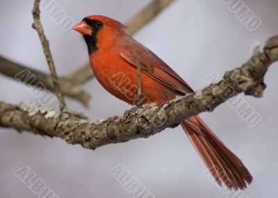 Cardinal (Cardinalis cardinalis)