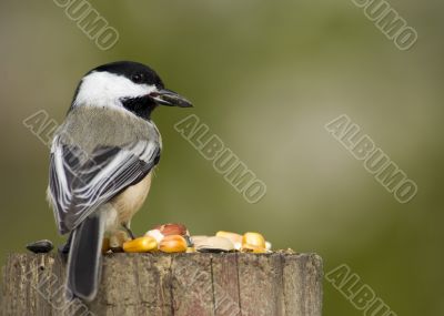 Black-capped Chickadee (Parus atricapillus)