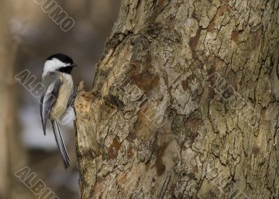 Black-capped Chickadee (Parus atricapillus)