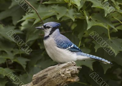 Blue Jay (Cyanocitta cristata)