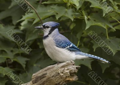 Blue Jay (Cyanocitta cristata)