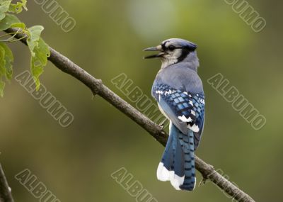 Blue Jay (Cyanocitta cristata)