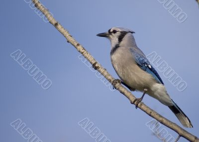 Blue Jay (Cyanocitta cristata)