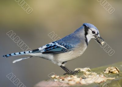 Blue Jay (Cyanocitta cristata)