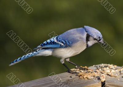 Blue Jay (Cyanocitta cristata)