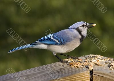 Blue Jay (Cyanocitta cristata)