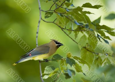 Cedar Waxwing (Bombycilla cedrorum)