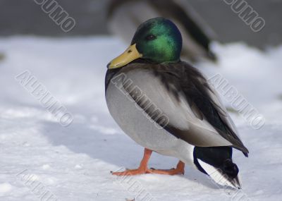 Mallard Duck (Anas platyrhynchos)