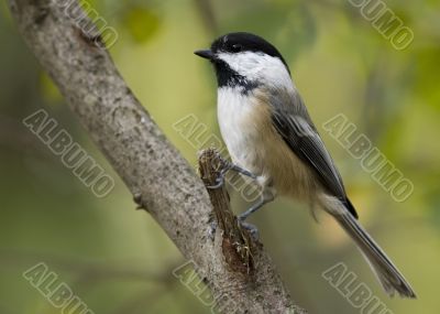 Black-capped Chickadee (Parus atricapillus)