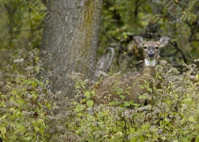 Whitetail Deer (Odocoileus virginianus)