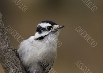 Downy Woodepecker (Picoides pubescens)