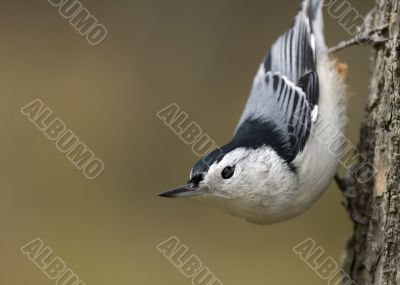 White-breasted Nuthatch (Sitta carolinensis)