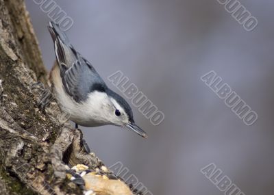 White-breasted Nuthatch (Sitta carolinensis)