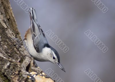 White-breasted Nuthatch (Sitta carolinensis)