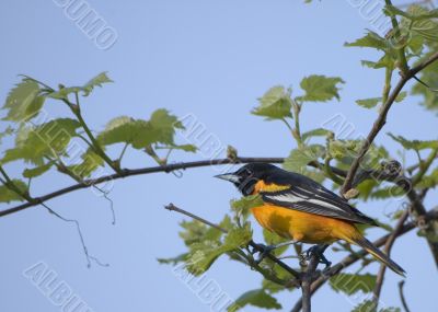 Baltimore Oriole (Icterus galbula)