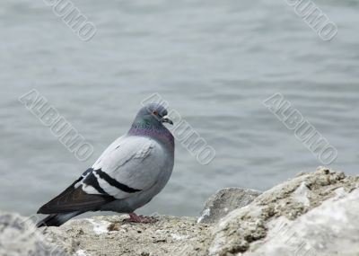 Rock Dove (Columba livia)