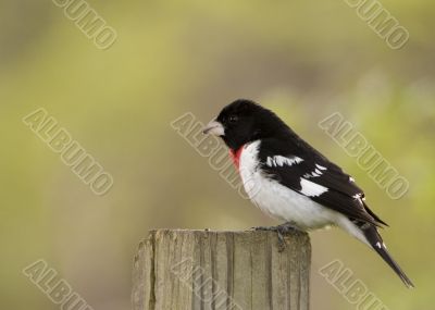 Rose-breasted Grosbeak (Pheucticus ludovicianus)