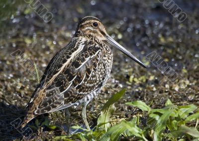 Common Snipe (Capella gallinago}