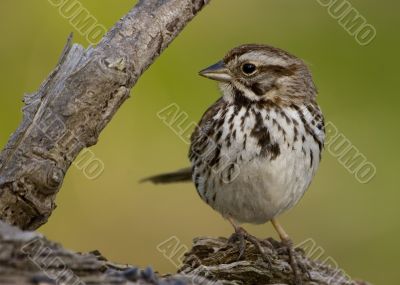 Song Sparrow (Melospiza melodia)