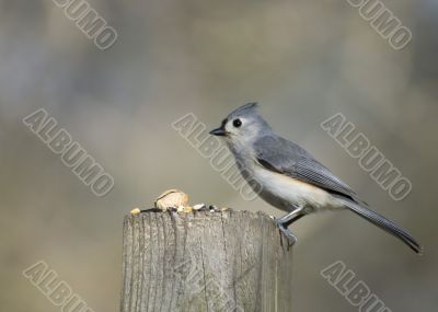 Tufted Titmouse (Parus bicolor)