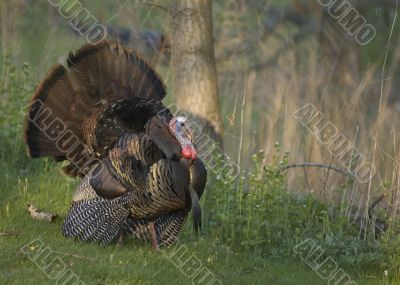 Wild Turkey (Meleagris gallopavo)