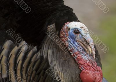 Wild Turkey (Meleagris gallopavo)