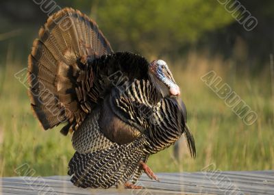 Wild Turkey (Meleagris gallopavo)