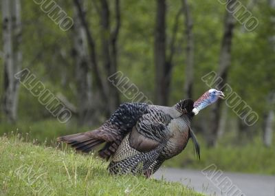 Wild Turkey (Meleagris gallopavo)