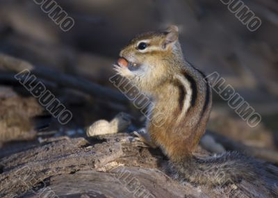 Eastern Chipmunk (Tamias striatus)