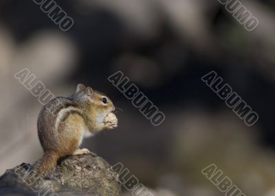 Eastern Chipmunk (Tamias striatus)