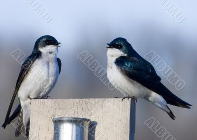 Tree Swallows (Iridoprocne bicolor)