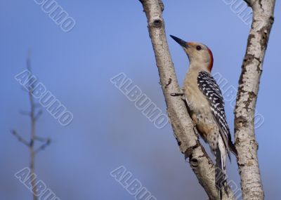 Red-bellied Woodpecker (Melanerpes carolinus)