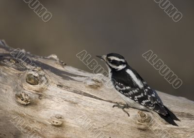 Downy Woodpecker (Picoides pubescens)