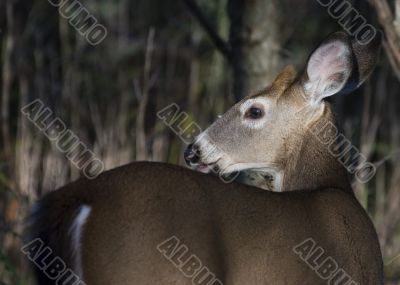 Whitetail Deer Button Buck (Odocoileus virginianus)