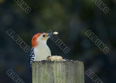 Red-bellied Woodpecker (Melanerpes carolinus)