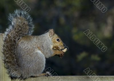 Eastern Grey Squirrel