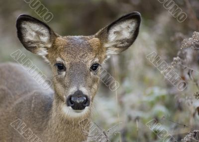  Button Buck Whitetail Deer (Odocoileus virginianus)