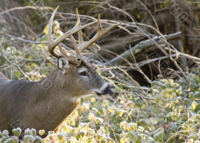 Buck Whitetail Deer (Odocoileus virginianus)