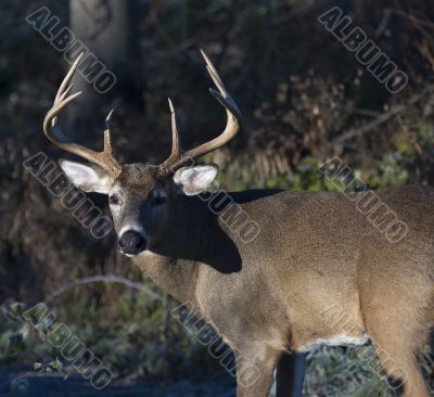 Buck Whitetail Deer (Odocoileus virginianus)