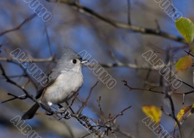 Tufted Titmouse (Parus bicolor)