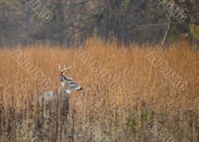 Buck Whitetail Deer (Odocoileus virginianus)