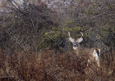 Buck Whitetail Deer (Odocoileus virginianus)