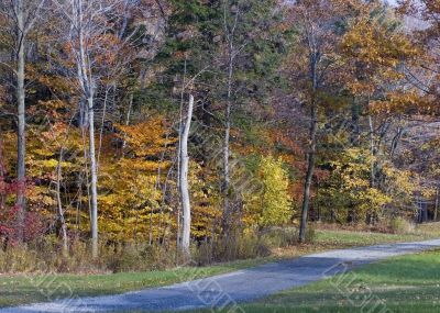 Autumn Road