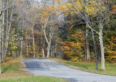 Autumn Road