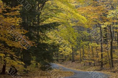 Autumn Road