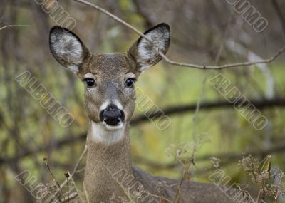 Whitetail Deer  Doe(Odocoileus virginianus)
