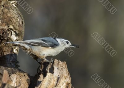 White-breasted Nuthatch (Sitta carolinensis)